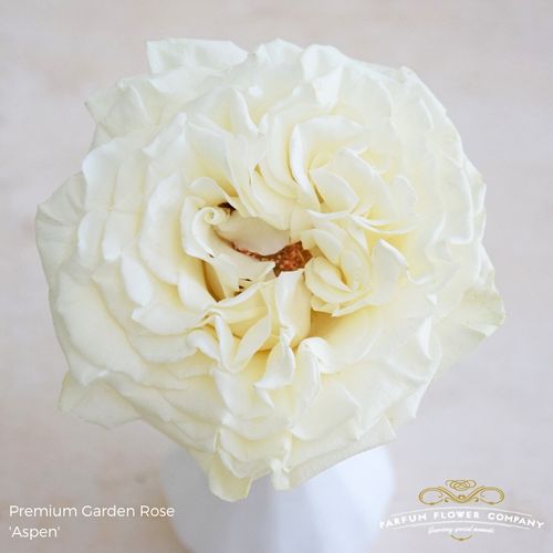 Rose weiss Aspen 50cm