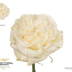 Rose creme/weiss Aspen 50cm