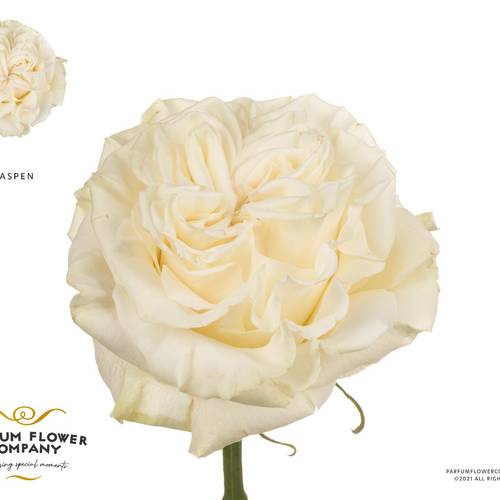 Rose creme/weiss Aspen 50cm