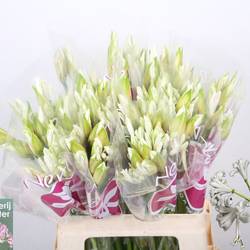 Nerine weiss Bianca Perla 60cm