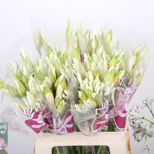 Nerine weiss Bianca Perla 60cm