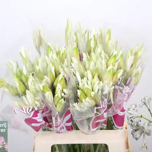 Nerine weiss Bianca Perla 60cm