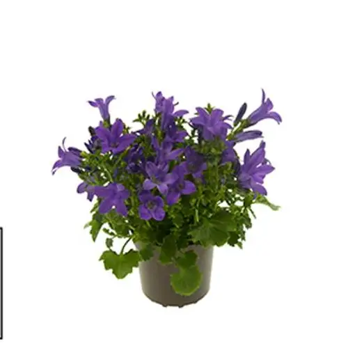 Campanula Porteschl. blau T5,5 H10