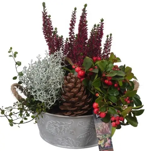 Garten.Arr PTHO4065 Herbst T21 H031