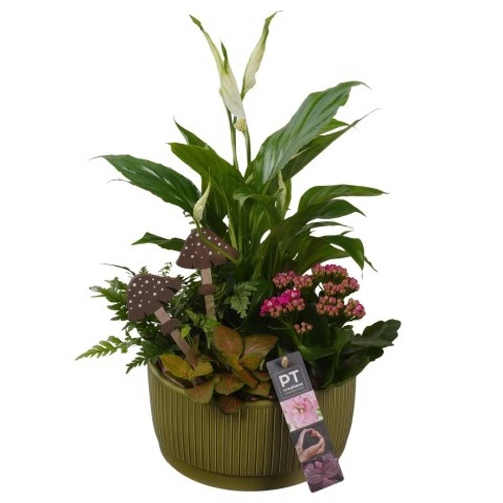 Spath.Arr PTHI5582 Herbst T19 H036