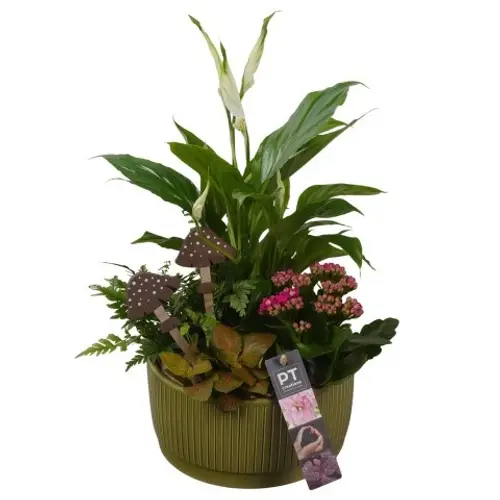 Spath.Arr PTHI5582 Herbst T19 H036