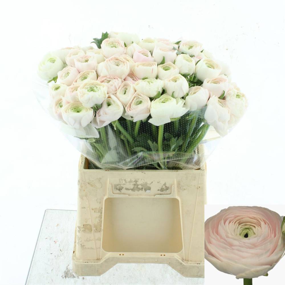 Ranunkel rosa hell / weiss  Cloni Hanoi A1 45 cm