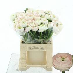 Ranunkel rosa hell / weiss  Cloni Hanoi A1 45 cm