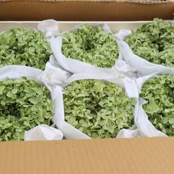 Kranz grün Hortensia trocken Annabelle D12cm