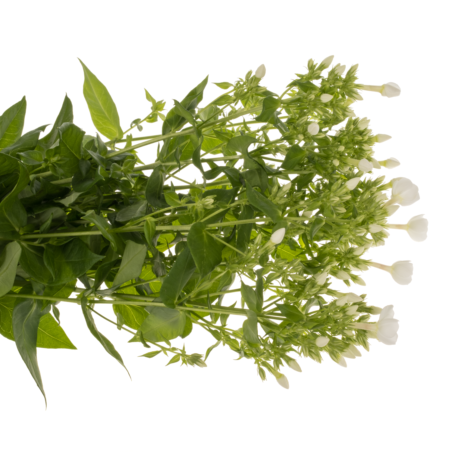 Phlox weiss Danielle 70cm