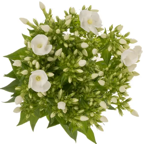 Phlox weiss Danielle 70cm