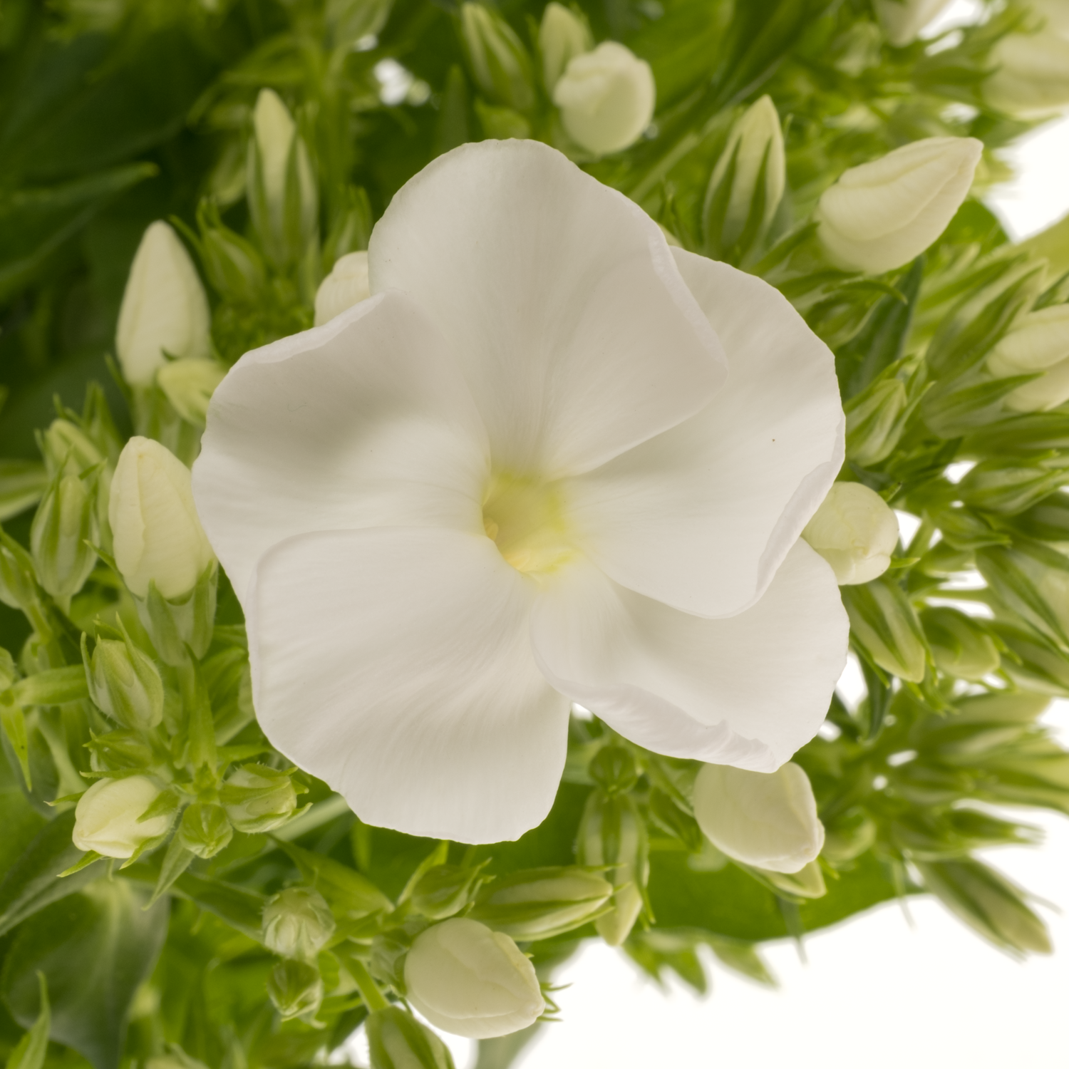 Phlox weiss Danielle 70cm