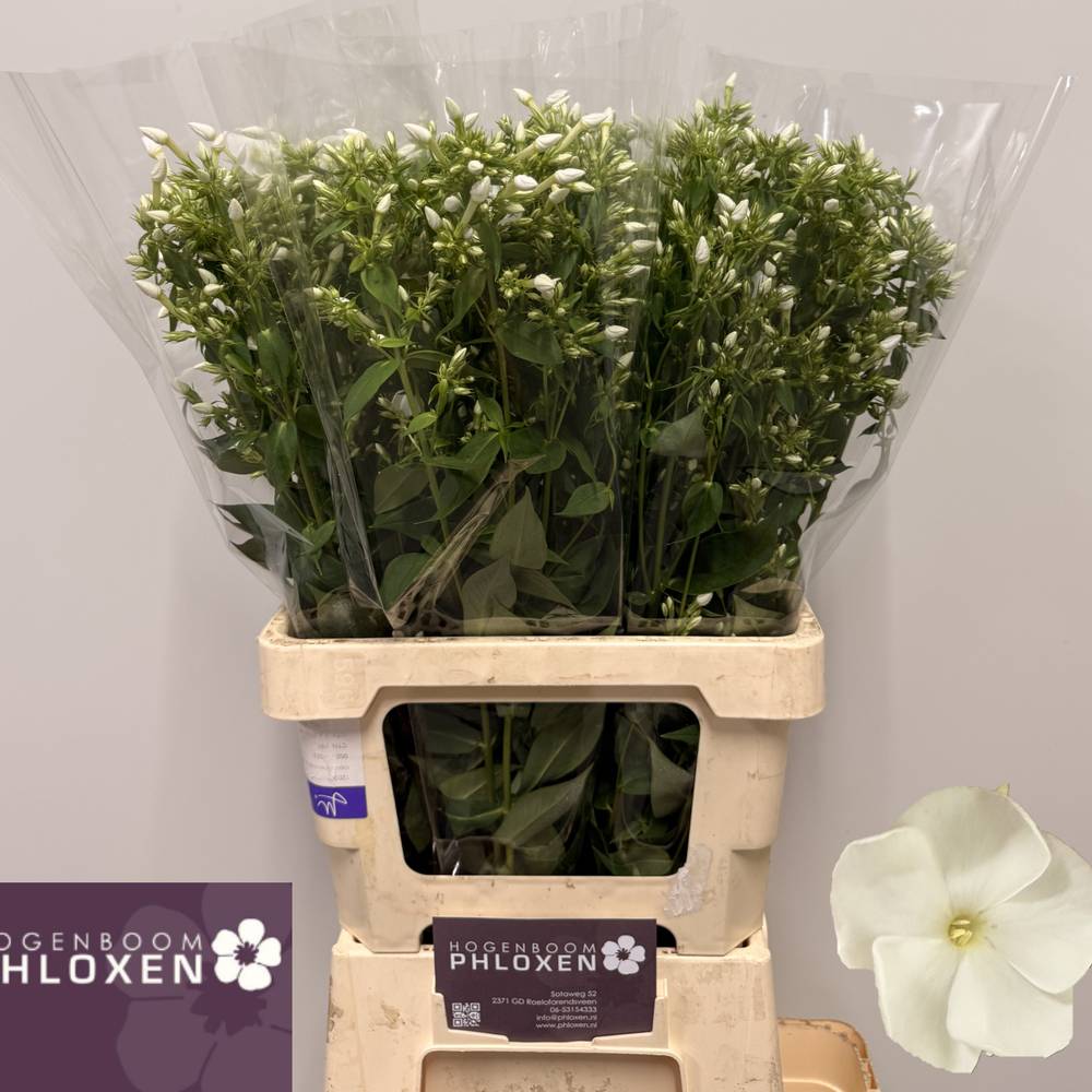 Phlox weiss Danielle 70cm