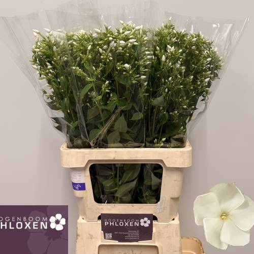 Phlox weiss Danielle 70cm