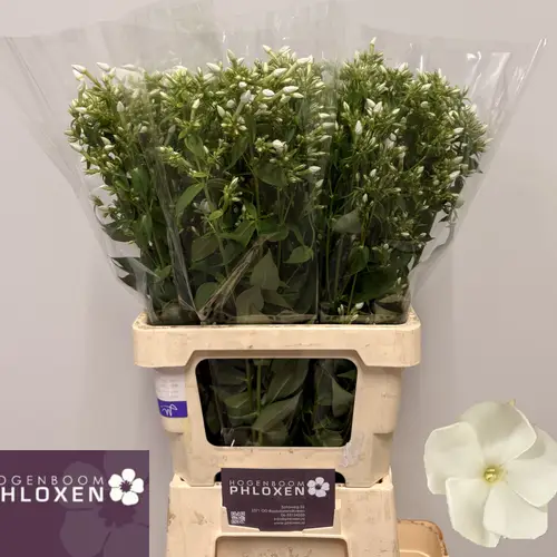 Phlox weiss Danielle 70cm