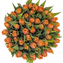 Tulpe orange Passion 42 Gramm