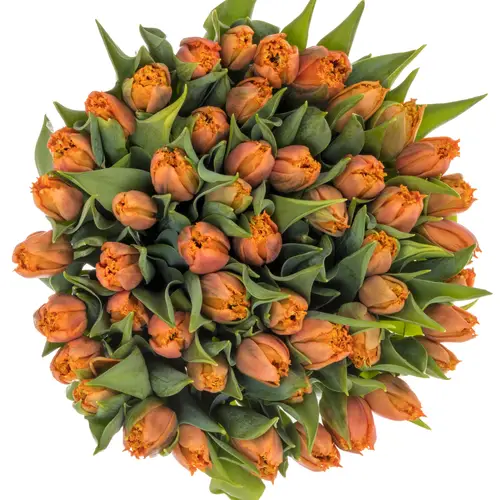 Tulpe orange Passion 42 Gramm