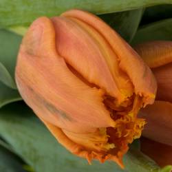 Tulpe orange Passion 42 Gramm