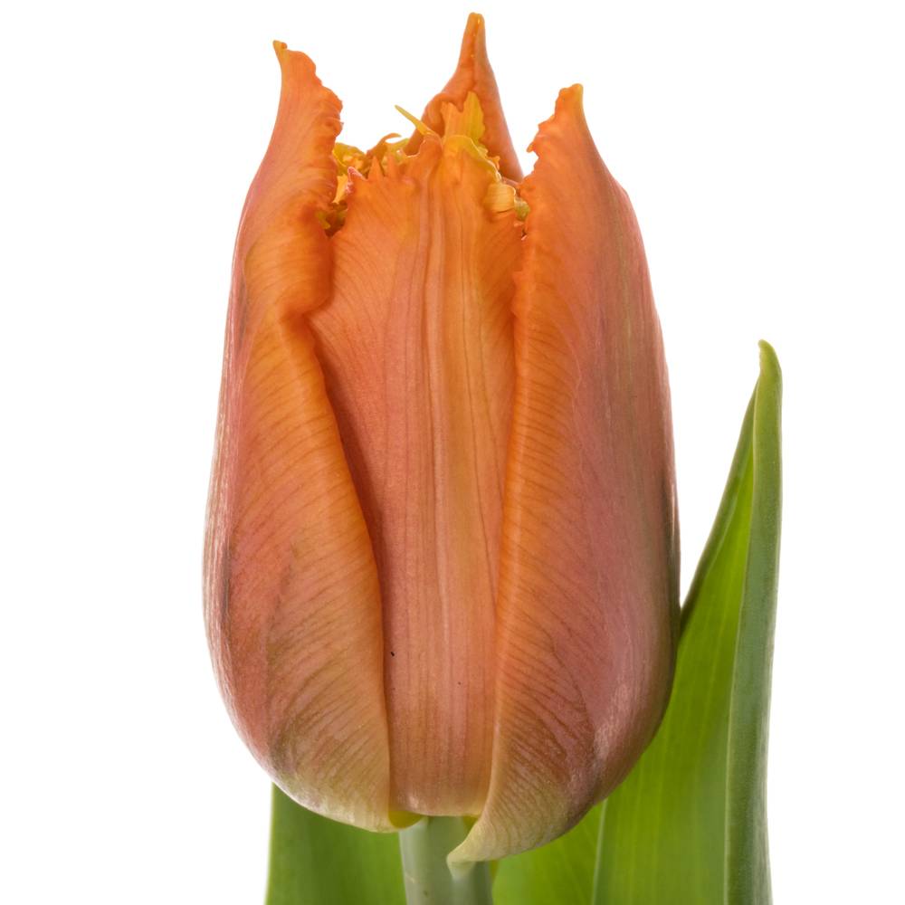 Tulpe orange Passion 42 Gramm