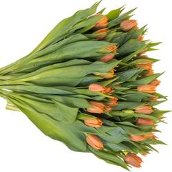 Tulpe orange Passion 42 Gramm