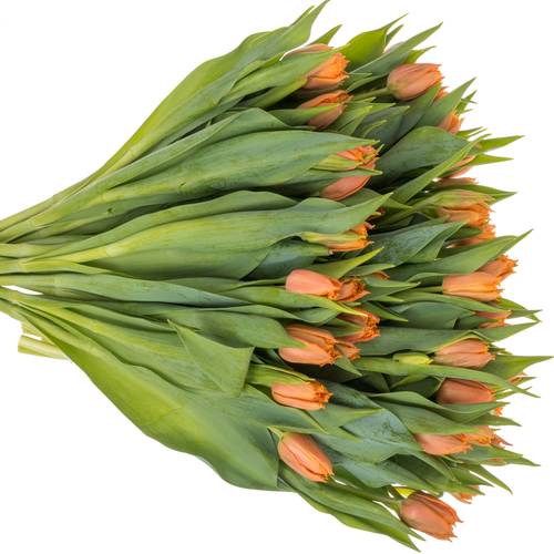 Tulpe orange Passion 42 Gramm