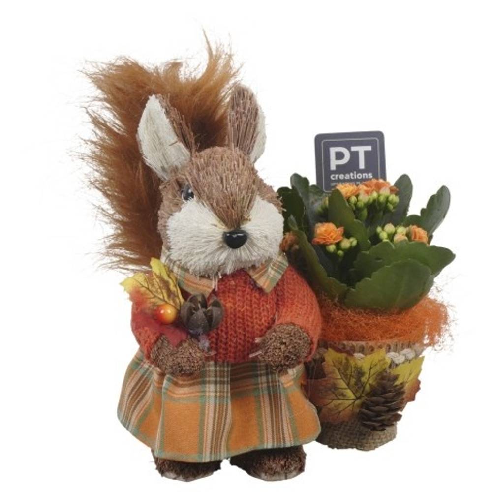 Kal.Arr PTHI5454 Herbst T15 H020