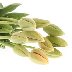 Franz.aprico Menton 56 Gramm 60cm