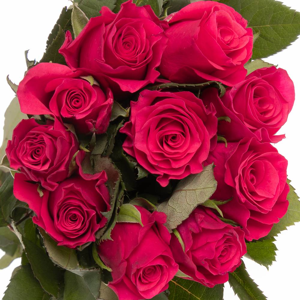 Rose fuchsia Tacazzi 50cm Fairtrade