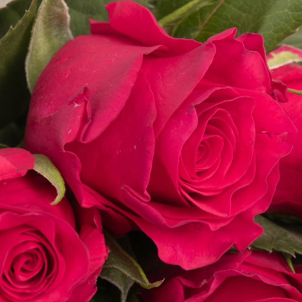 Rose fuchsia Tacazzi 50cm Fairtrade