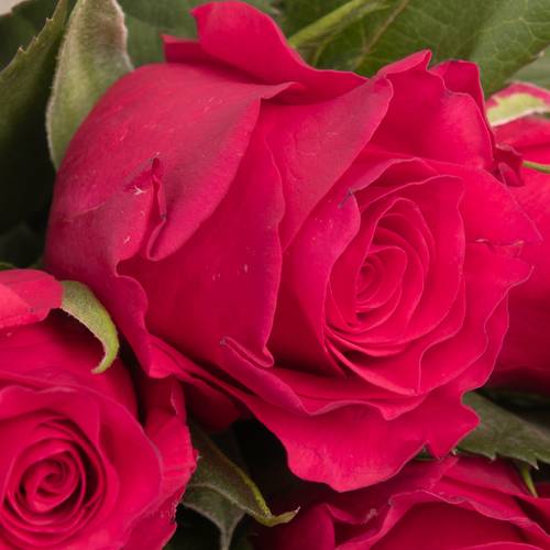 Rose fuchsia Tacazzi 50cm Fairtrade