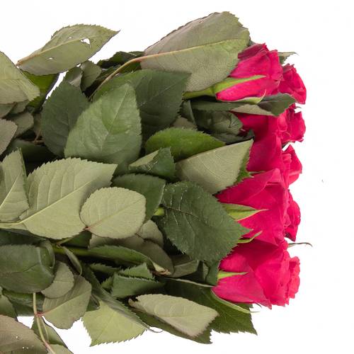 Rose fuchsia Tacazzi 50cm Fairtrade