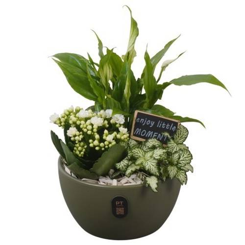 Spath.Arr PTIB5143 T16 H026