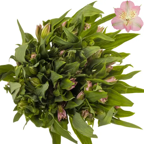 Alstroemerie rosa dubai pale rosa (Ecuador) 70cm