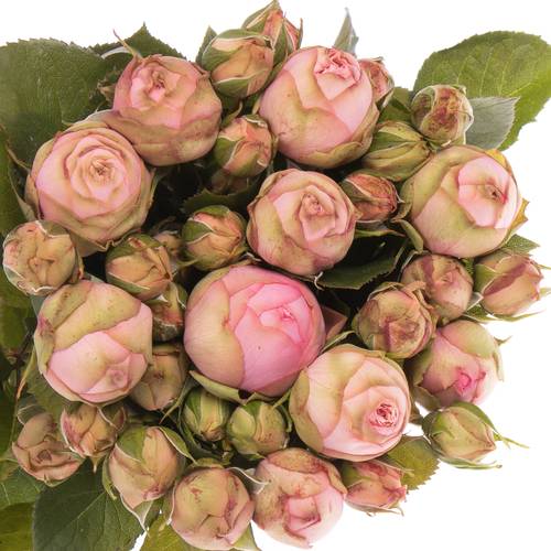 Rose rosa Freiland Piano Happy 3+Blüte 50cm