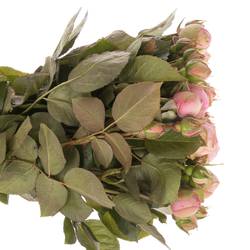 Rose rosa Freiland Piano Happy 3+Blüte 50cm