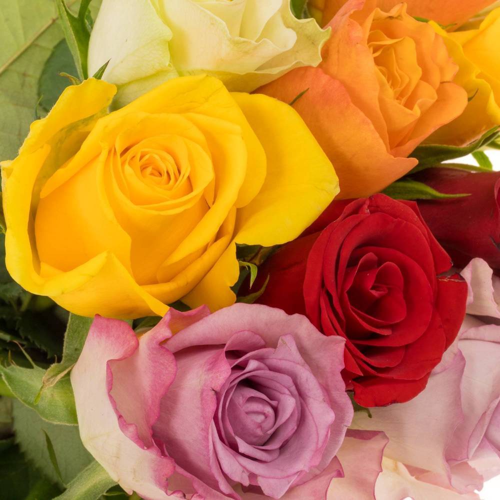 Rose mix 40cm