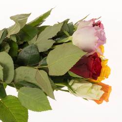 Rose mix 40cm