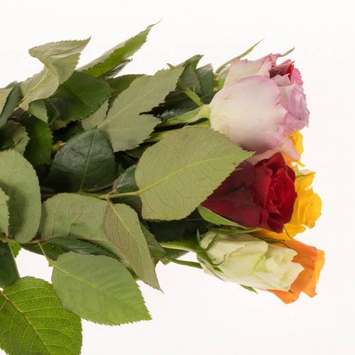Rose mix 40cm