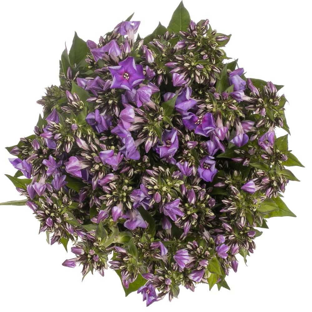 Phlox lila Crissy 40cm