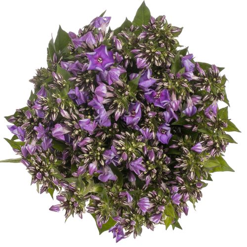 Phlox lila Crissy 40cm