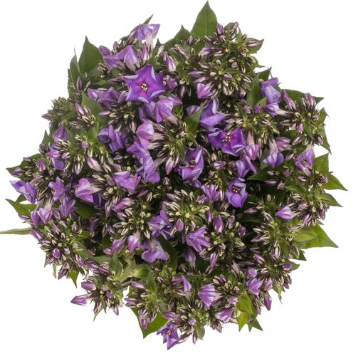 Phlox lila Crissy 40cm