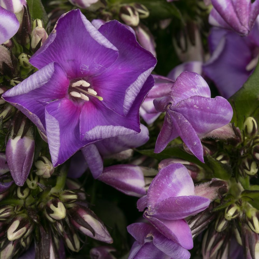 Phlox lila Crissy 40cm