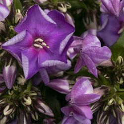 Phlox lila Crissy 40cm