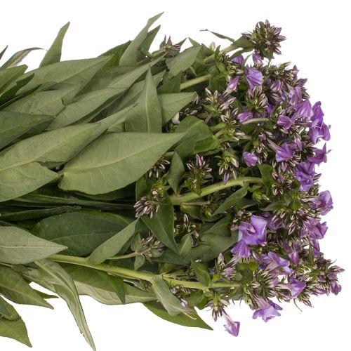 Phlox lila Crissy 40cm