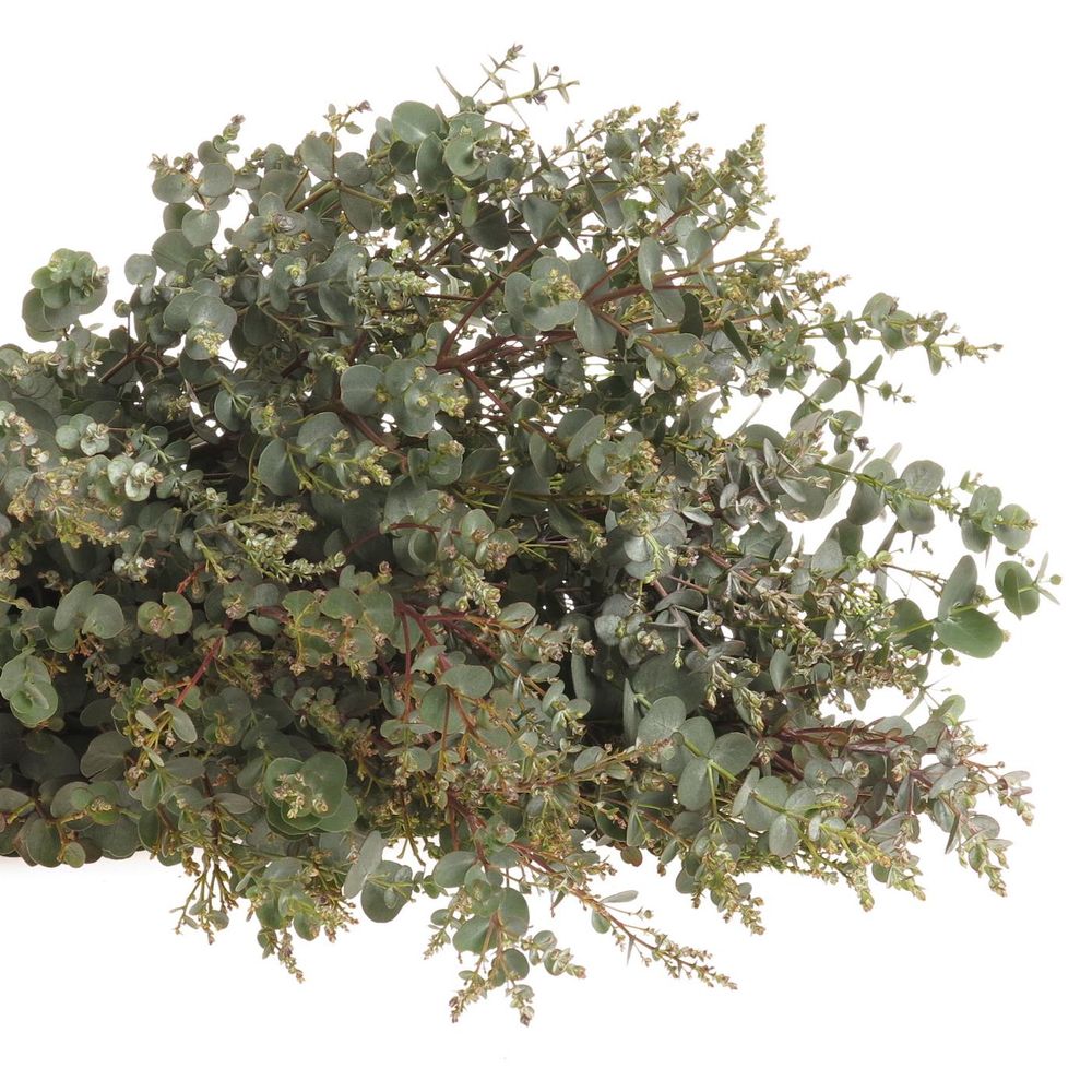 Populus grün Gunni rund 150 Gramm 50cm