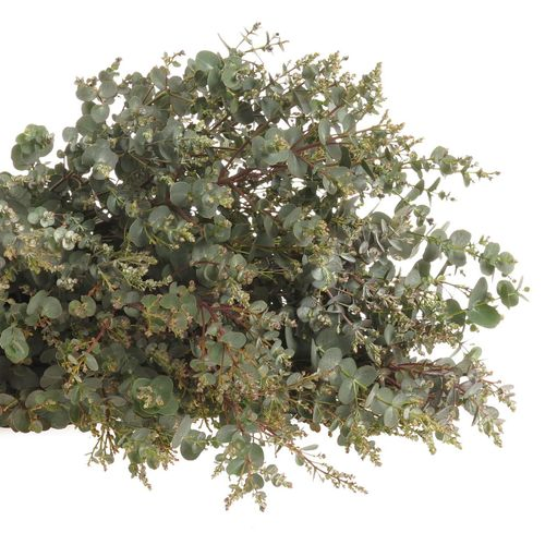 Populus grün Gunni rund 150 Gramm 50cm