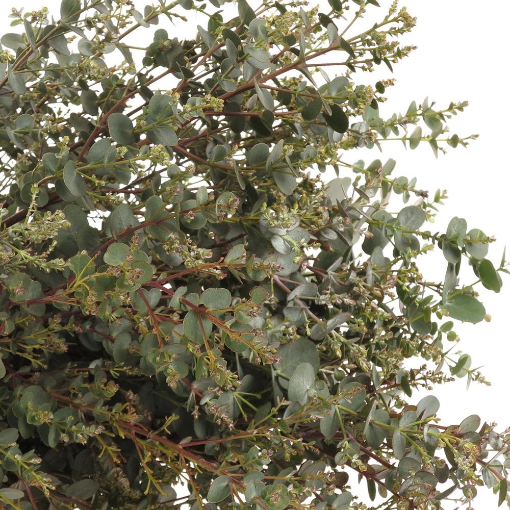 Populus grün Gunni rund 150 Gramm 50cm