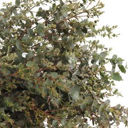 Populus grün Gunni rund 150 Gramm 50cm