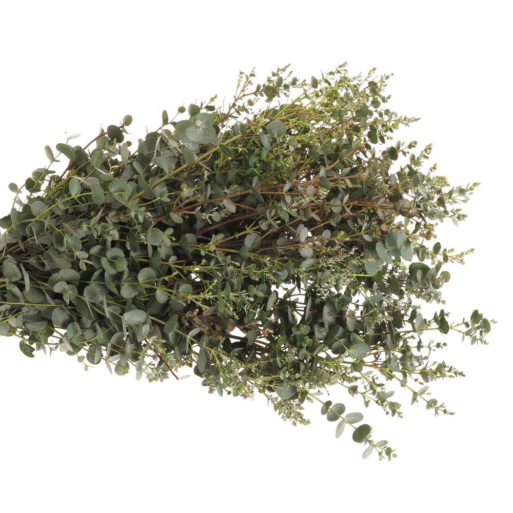 Populus grün Gunni rund 150 Gramm 50cm