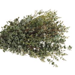Populus grün Gunni rund 150 Gramm 50cm